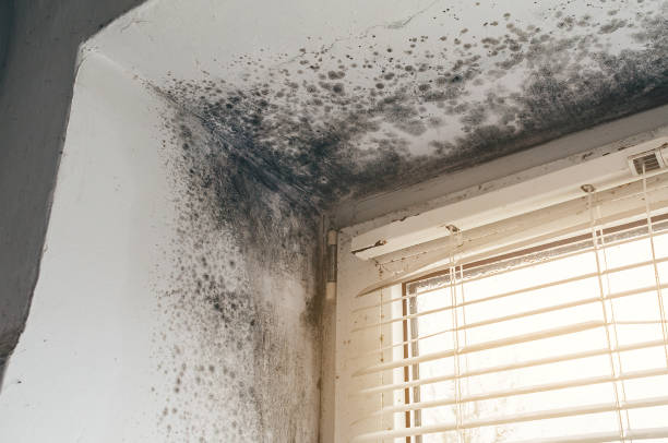 Affordable Commercial Mold Remediation solutions in Edgewater, NJ